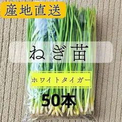2026年最新】長ネギ苗の人気アイテム - メルカリ