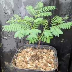 XJO様 リクエスト 2点 まとめ商品