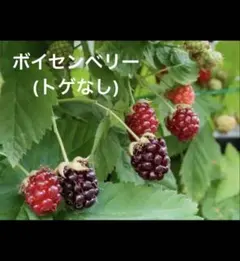 2026年最新】ボイセンベリー 苗トゲなしの人気アイテム - メルカリ