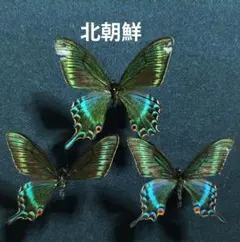 シナカラスアゲハ︎︎ 春型♂ (雲南省) 蝶標本昆虫標本 展翅標本 雲南省産 シナカラスアゲハ - メルカリ