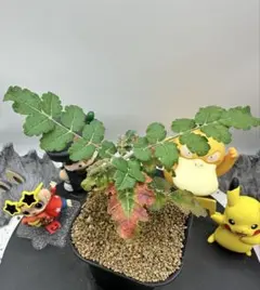珍奇植物 ‼️ボズウェリア・パピリフェラ 実生選抜株 鉢のままヤマト便