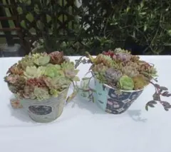 Cセット　花柄のポット　多肉植物寄せ植え　そのまま飾れる