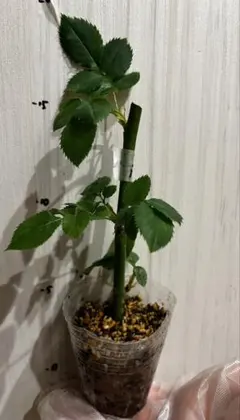 イカ様専用　週末ネコポスにて