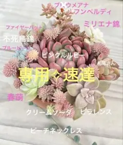【さとぴ様専用】ピンクルルビーの小さな寄せ植え セダム 多肉 カット苗 抜き苗