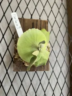 ビカクシダ P. willinckii 'Cotton Cloud'コウモリラン - メルカリ