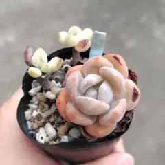 多肉植物 ラウィータ 抜き苗のサムネイル