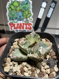 2025年最新】麻花龍の人気アイテム - メルカリ