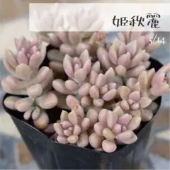 ブルーローズ様 リクエスト 4点 まとめ商品