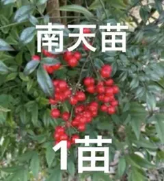 レア！ レッドタン 抜き苗 多肉植物 エケベリア 紅葉美 - メルカリ
