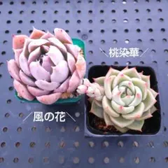 ご確認用ページ