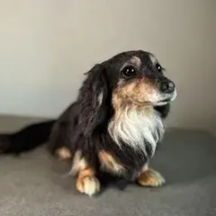 羊毛フェルト　ハンドメイド　ミニチュアダックスフンド　ブラックタン　ダックス　犬