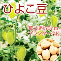 プランター栽培もOK【25粒】ひよこ豆　種　ホクホクの食感が人気♪