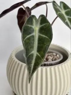 tomeo様 リクエスト 2点 まとめ商品