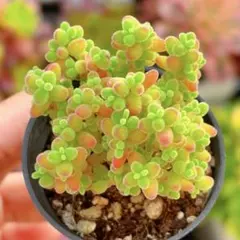 2026年最新】ドロサンテマム 蜜橘の人気アイテム - メルカリ