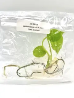 2025年最新】モンステラ レガシーの人気アイテム - メルカリ