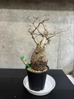 Ｒ*n様 【期間限定セール】オペルクリア・パキプス（現地株、発根済み） 塊根植物専門『ハコネコオークション』開催中
