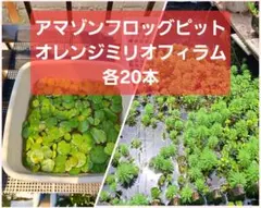 【匿名配送】アマゾンフロッグピット20株、オレンジミリオフィラム20本のサムネイル