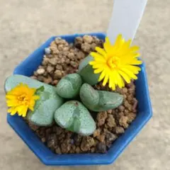 고노후에툼, 벚꽃 조개.