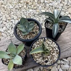 アガベ　地植え4点セット
