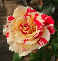 2025年最新】接ぎ木バラ苗の人気アイテム - メルカリ