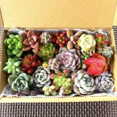 多肉植物セット 多肉弁当⑥