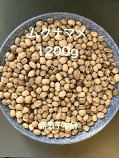 2025年度岡山県美咲町産ムクナ豆パウダー100グラム×3袋 無農薬栽培