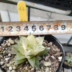 多肉植物 旧氷砂糖 錦 2苗抜き苗 - メルカリ