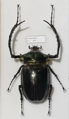 2025年最新】テナガコガネ 標本の人気アイテム - メルカリ