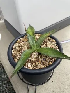 2025年最新】フェロックス シャークスキンの人気アイテム - メルカリ