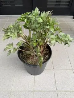 芍薬苗　オリエンタルゴールド　特大株　鉢ごと発送 芍薬苗 オリエンタルゴールド 特大株 鉢ごと発送 - メルカリ