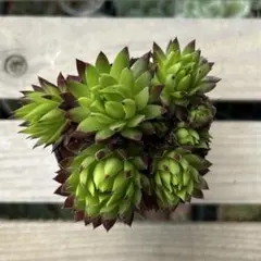 youko867797様 リクエスト 2点 まとめ商品