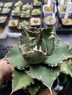 2026年最新】ホワイトファイヤーアガベの人気アイテム - メルカリ