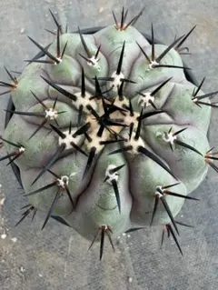 コピアポア 黒王丸 Copiapoa cinerea コレクション 現地球 - メルカリ