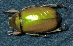 2026年最新】プラチナコガネ 標本の人気アイテム - メルカリ