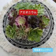2026年最新】アエオニウムの人気アイテム - メルカリ