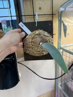 2025年最新】veitchii lisaの人気アイテム - メルカリ