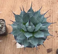 2025年最新】龍球会 アガベの人気アイテム - メルカリ