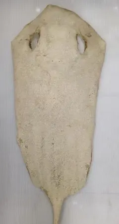 Item thumbnail for item 3b10bb78-a8f0-4f9d-8ca5-ee7ea0ea8310