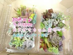 宅配便コンパクト☆おまけ付き! 超徳用 多肉植物 カット苗セット