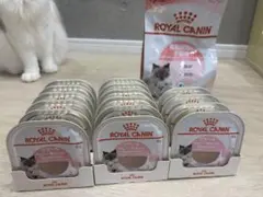 ロイヤルカナン マザー＆ベビーキャット 100g×24個入り 1箱 - メルカリ