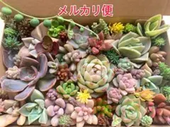多肉植物 カット苗詰め合わせ 寄せ植えセット 《No.107》エケベリア多肉弁当