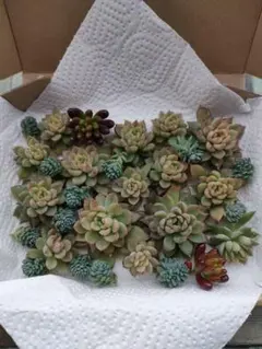 ぶっちゃん様 リクエスト 2点 まとめ商品