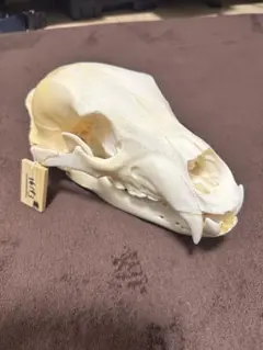 2026年最新】頭骨の人気アイテム - メルカリ