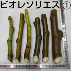 2025年最新】いちじく穂木の人気アイテム - メルカリ