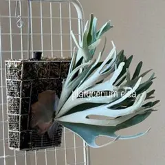 2025年最新】ビカク エルサの人気アイテム - メルカリ