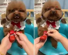 犬用赤とグレー靴下4足セット