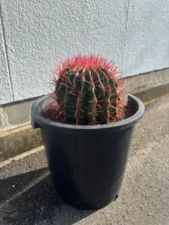 2026年最新】金冠竜の人気アイテム - メルカリ