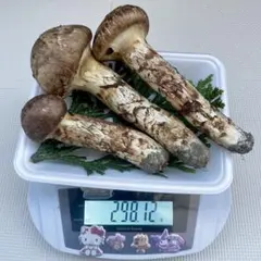 南信州上伊那産 天然松茸 461g - メルカリ