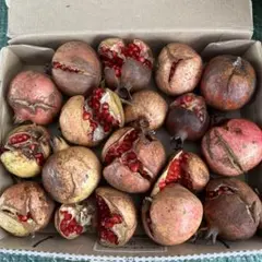 2025年最新】種類：ザクロ 果物の人気アイテム - メルカリ