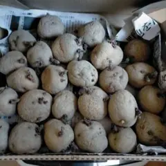 北海道産きたあかり発芽済み　1.2キロ箱込